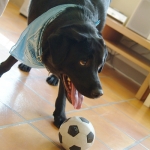 ペット